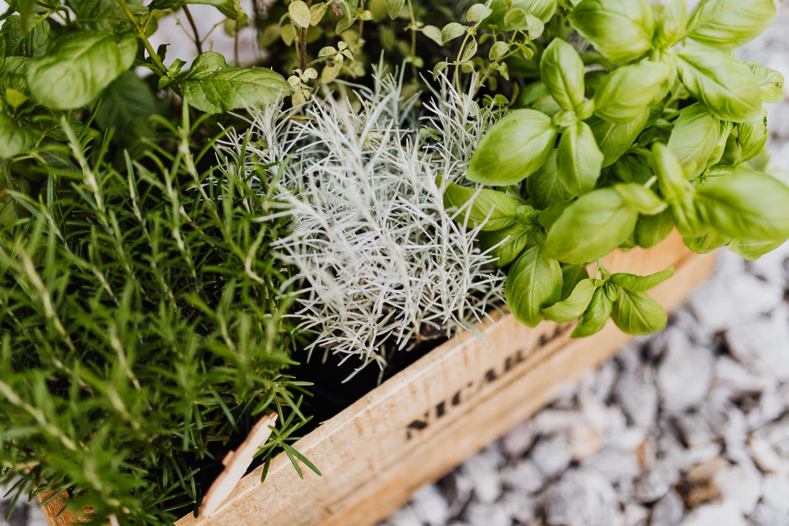 Ervas plantadas em caixote de madeira
