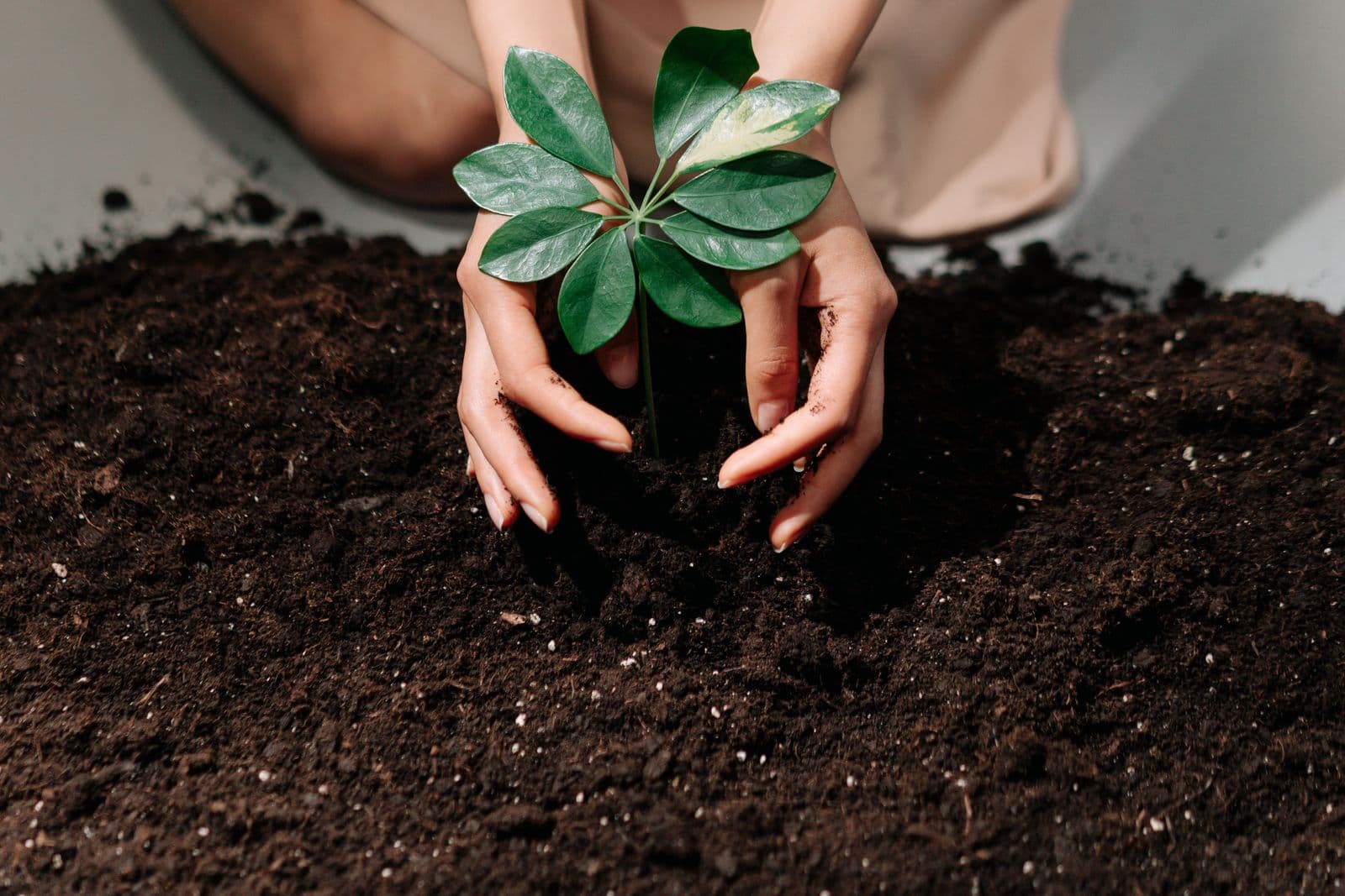 Mãos plantando uma muda na terra